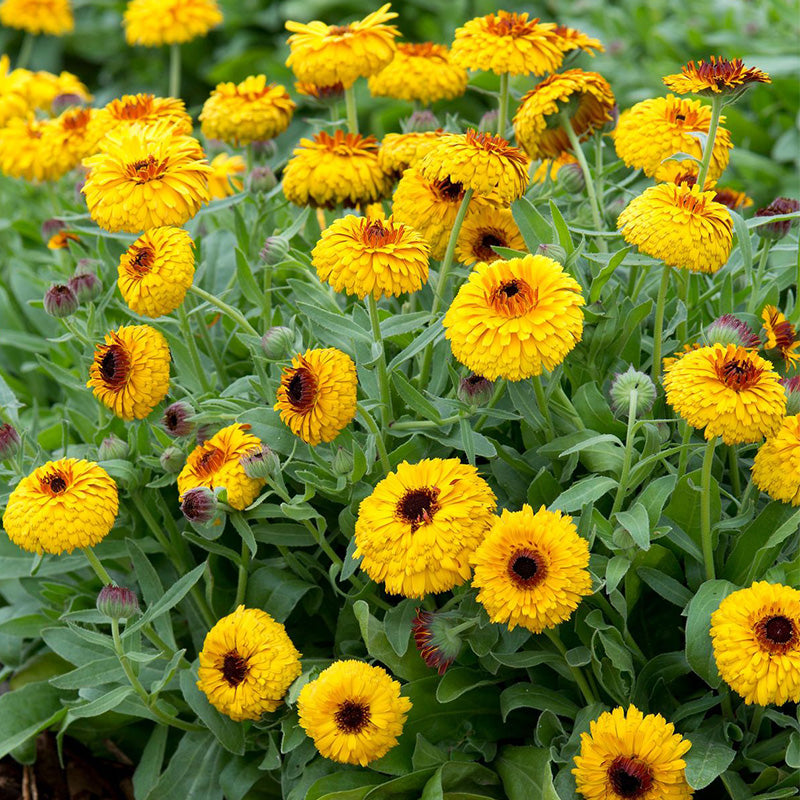 Calendula Seeds - Yellow Black Eye