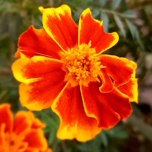 African Marigold Seeds - Single Red with Gold Edge