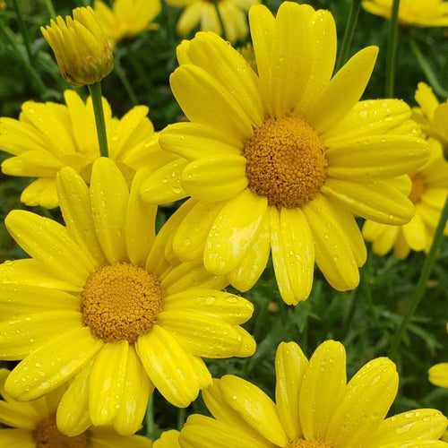 Marguerite Daisy Seeds - Sunny Yellow