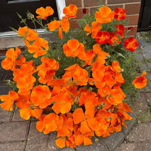 California Poppy Seeds - Bright Orange