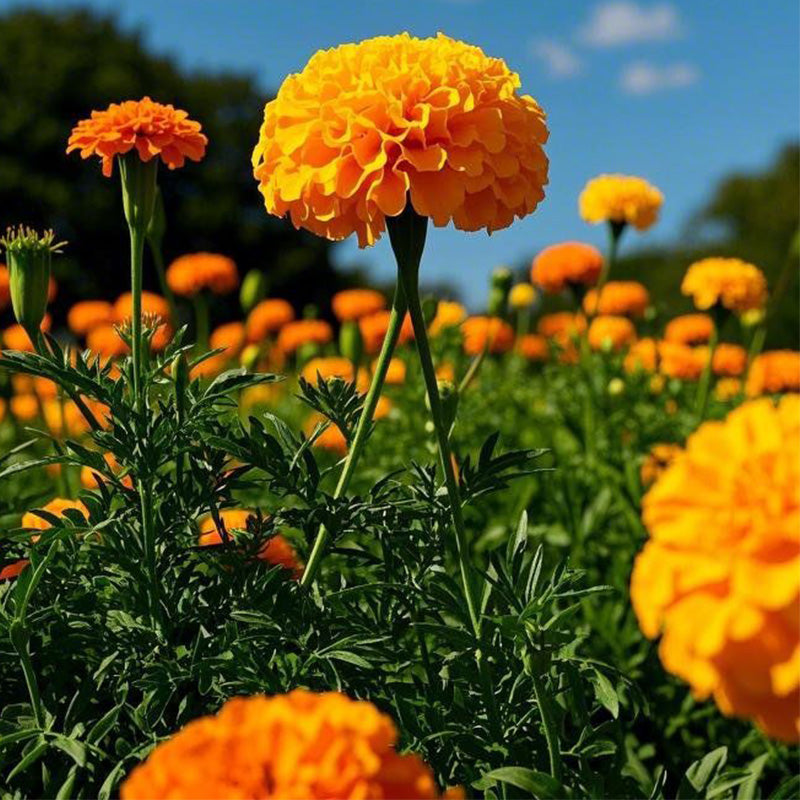 African Marigold Seeds - Vibrant Orange Double