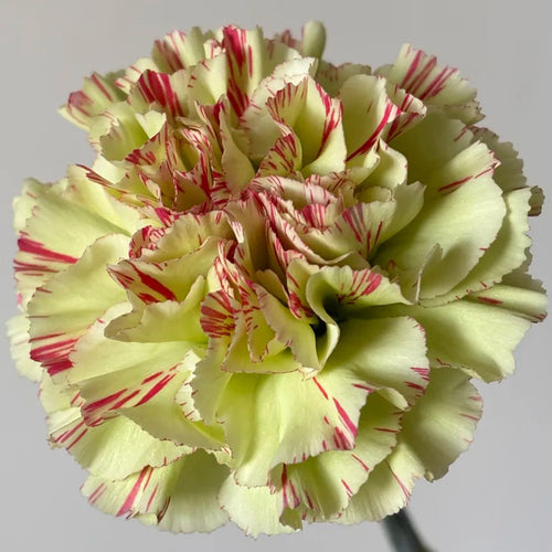Carnation Seeds - Lime & Red Stripe
