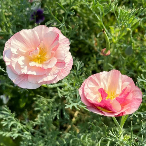 California Poppy Seeds - Ruffled Picotee