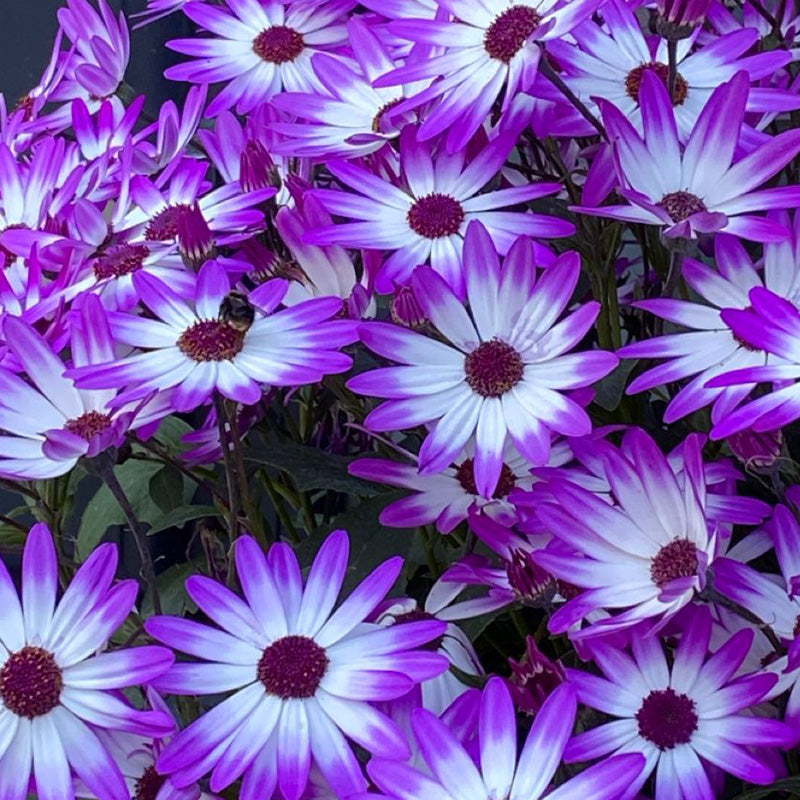 African Daisy Seeds - Purple White-Eye