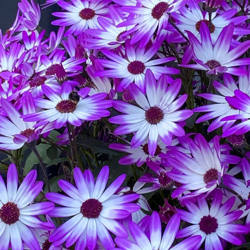 African Daisy Seeds - Purple White-Eye