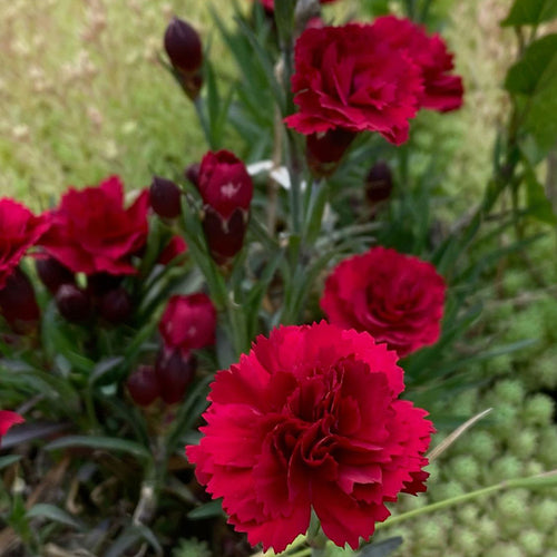 Carnation Seeds - Deep Red (Dianthus)