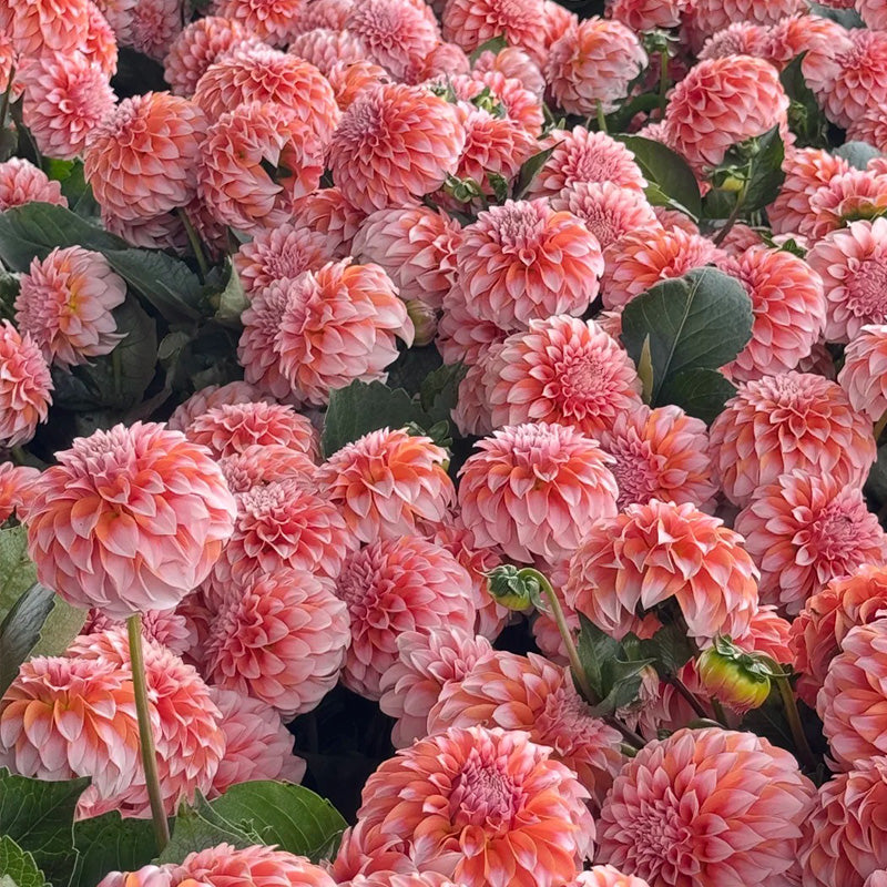 Dahlia Seeds - Coral Ball
