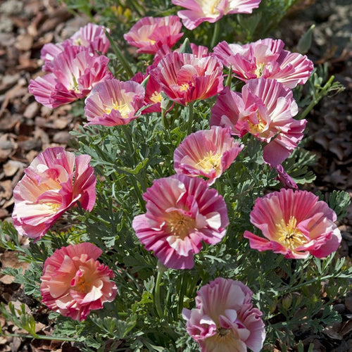 California Poppy Seeds - Ruffled Pastel
