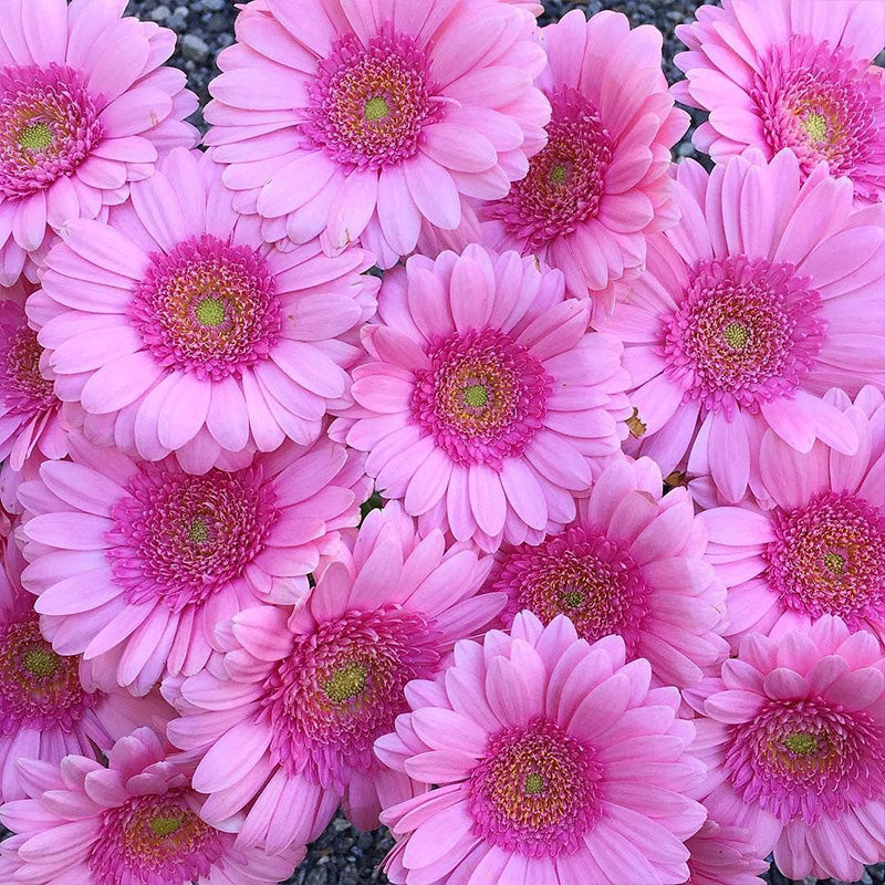 African Daisy Seeds - Pink Double Gerbera