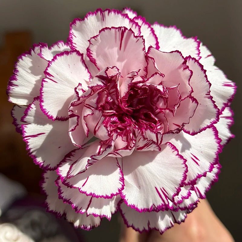 Carnation Seeds - Purple Picotee