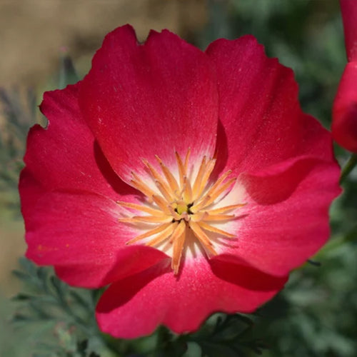 California Poppy Seeds - Pink Bicolor