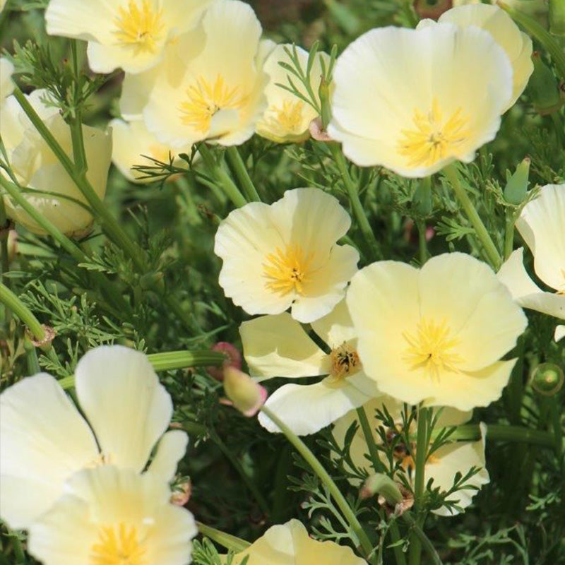 California Poppy Seeds - Pale Cream