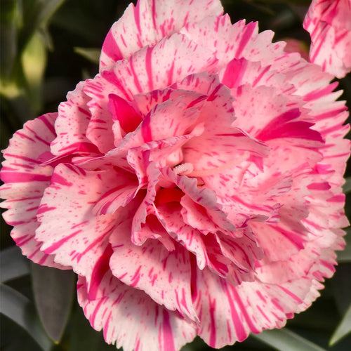Carnation Seeds - Dwarf Pink Striped