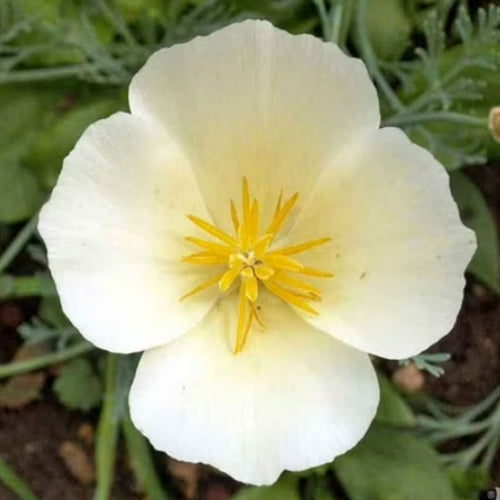 California Poppy Seeds - Ivory Single