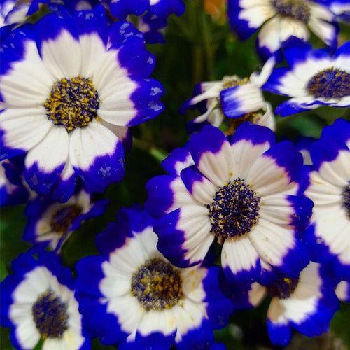 African Daisy Seeds - White with Blue Rim