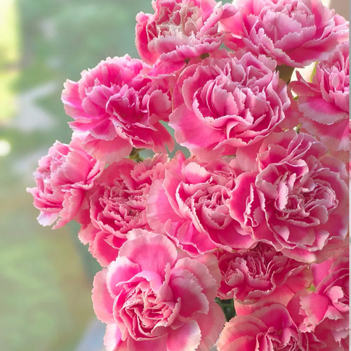 Carnation Seeds - Reverse Pink Picotee
