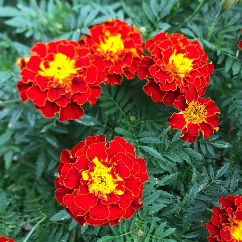 African Marigold Seeds - Bi-Color Red & Gold French
