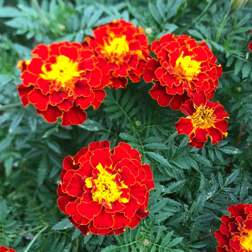 African Marigold Seeds - Bi-Color Red & Gold French
