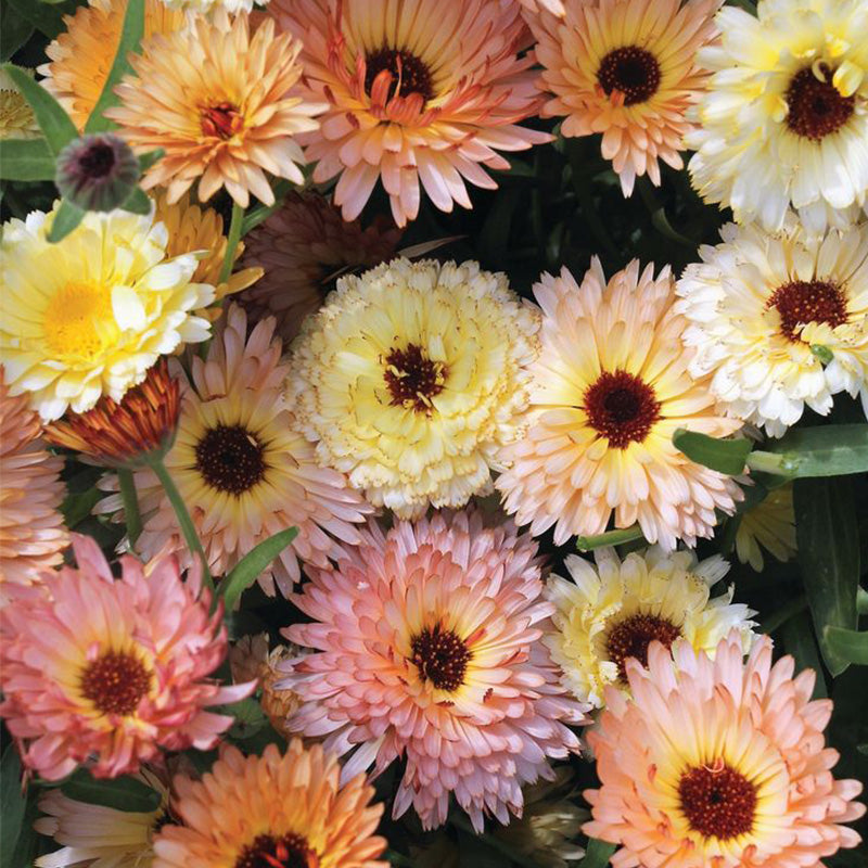 Calendula Seeds - Apricot Peach