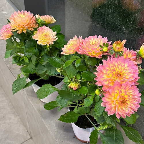 Dahlia Seeds - Yellow & Pink Bicolor