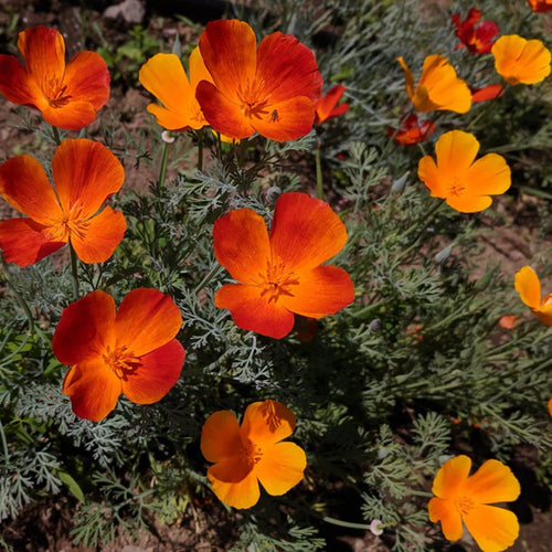 California Poppy Seeds - Red & Yellow