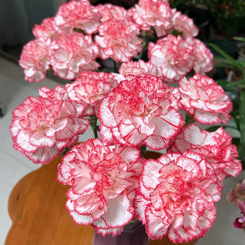 Carnation Seeds - Red Picotee Stripe