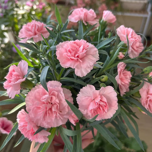 Carnation Seeds - Soft Pink