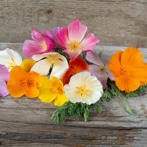 California Poppy Seeds - Rainbow Mix