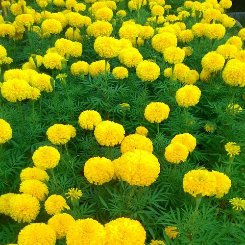 African Marigold Seeds - Large Golden Yellow