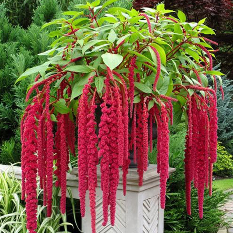 Amaranthus Seeds - Love-Lies-Bleeding