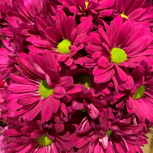 Marguerite Daisy Seeds - Deep Magenta