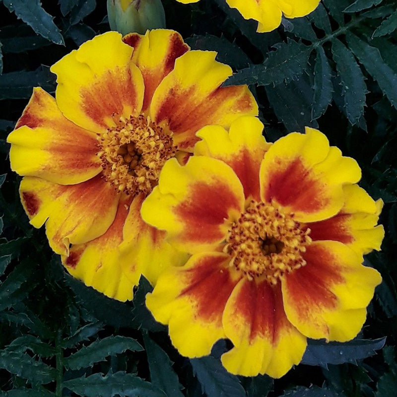 African Marigold Seeds - Yellow with Red Center