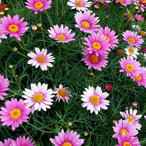 African Daisy Seeds - Pink & White Marguerite Mix
