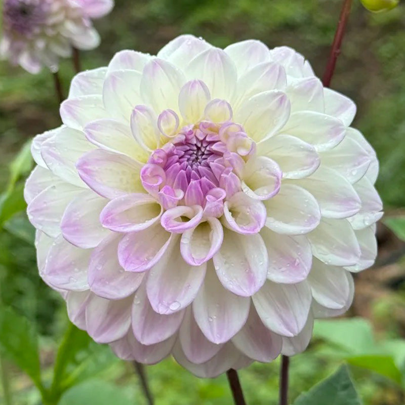 Dahlia Seeds - White Lavender Center