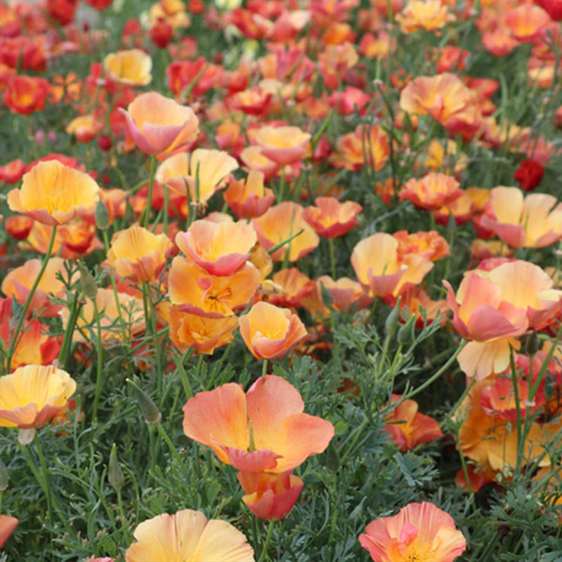 California Poppy Seeds - Salmon Coral