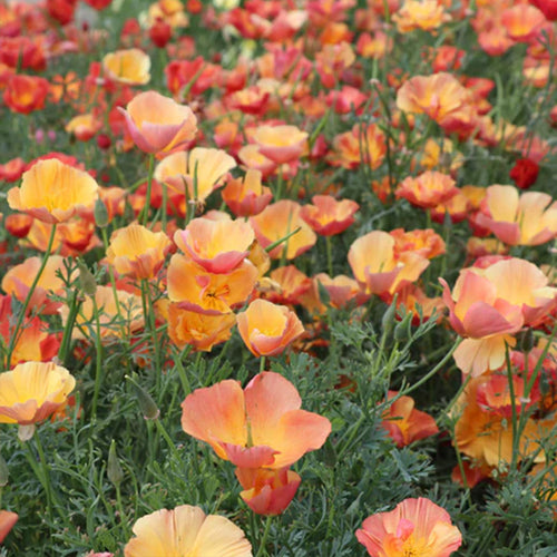 California Poppy Seeds - Salmon Coral