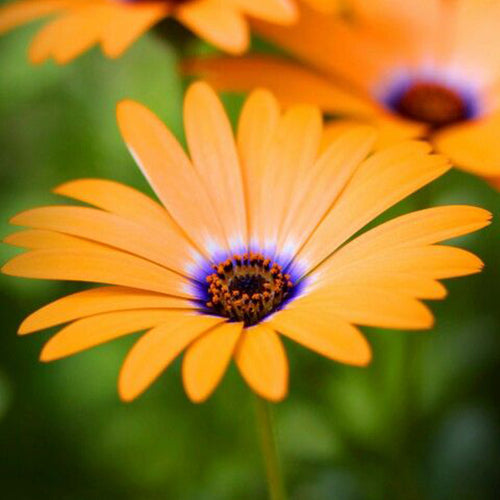 African Daisy Seeds - Orange with Blue Eye