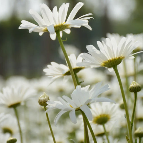 Shasta Daisy Seeds - Classic White