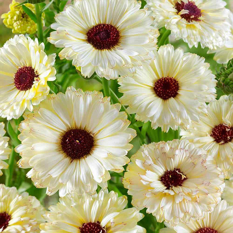 Calendula Seeds - Creamy White