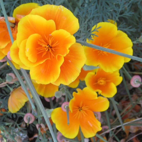 California Poppy Seeds - Golden Semi-Double