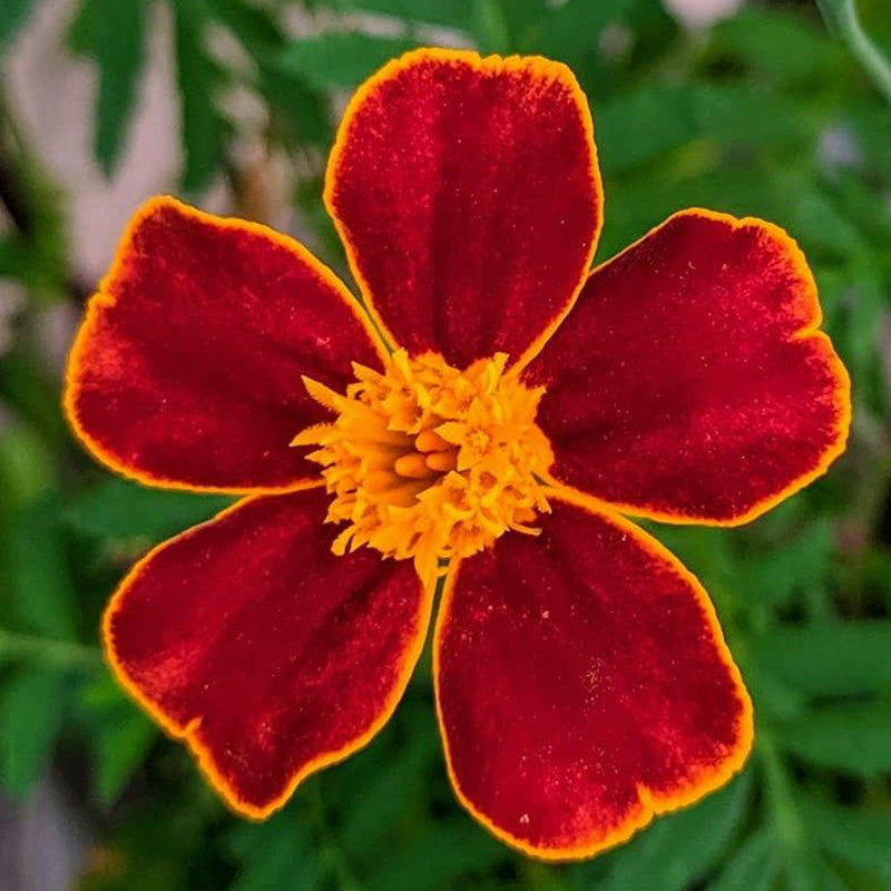African Marigold Seeds - Single Red & Gold Bi-Color
