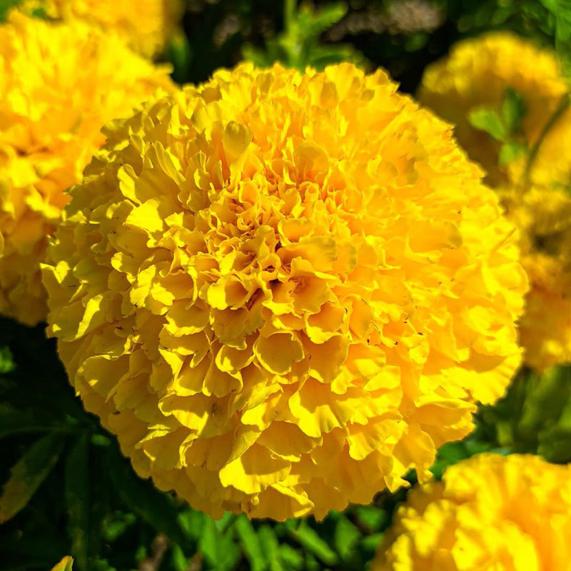 African Marigold Seeds - Golden Yellow Double
