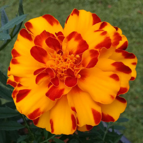 African Marigold Seeds - Tiger Striped French