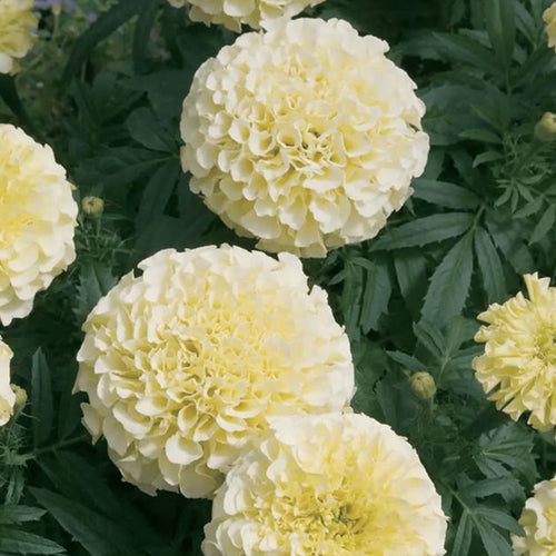 African Marigold Seeds - Creamy White Double
