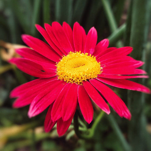 African Daisy Seeds - Magenta