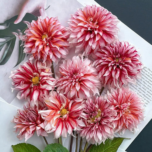 Dahlia Seeds - Red & White Stripe