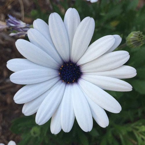 African Daisy Seeds - White Indigo Eye