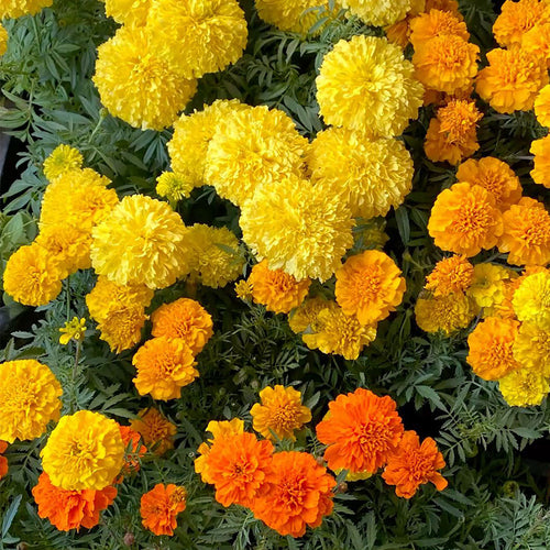 African Marigold Seeds - Dwarf Orange & Yellow Mix