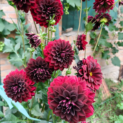 Dahlia Seeds - Deep Burgundy