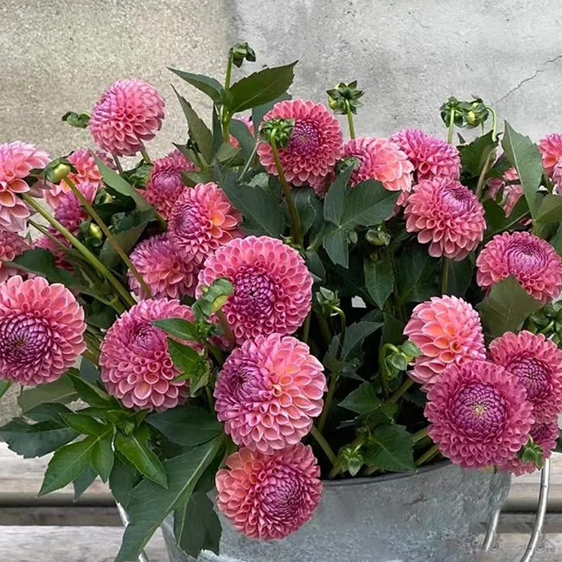 Dahlia Seeds - Pink Ball